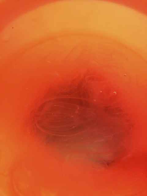 Sea critters in a red bucket