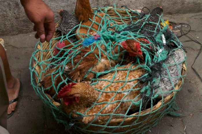 market-chickensinabasket1