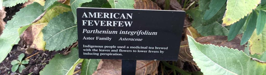 A bit of info on ‘American&nbsp;Feverfew’