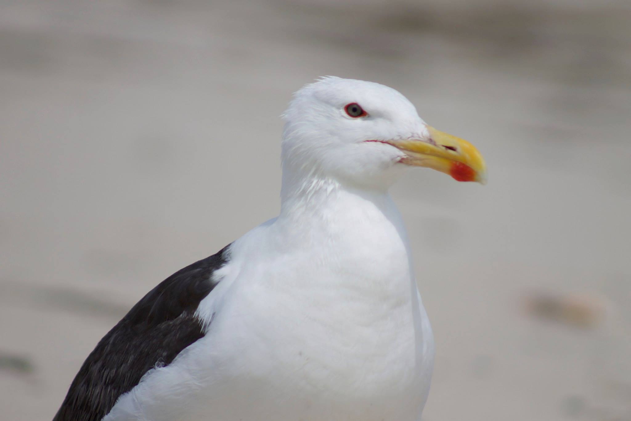 1074332_10151609347694081_525769431_o