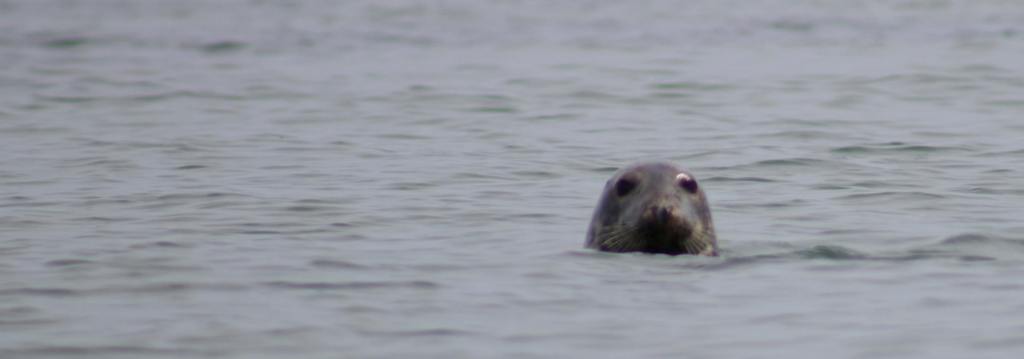 Images of various animals that have nothing to do with the election