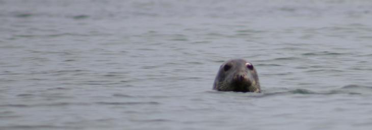 1077323_10151609334994081_1336340761_o