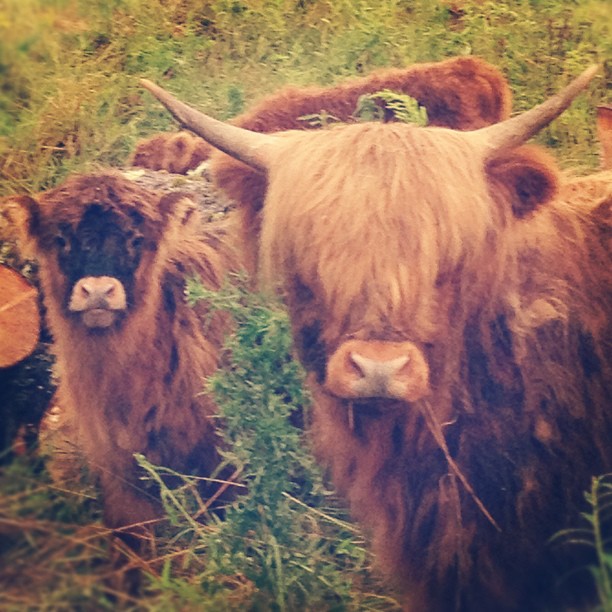 563997_10150996686209081_1262100141_n