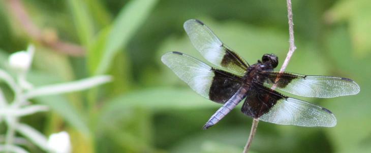 616231_10151011310039081_1143295494_o