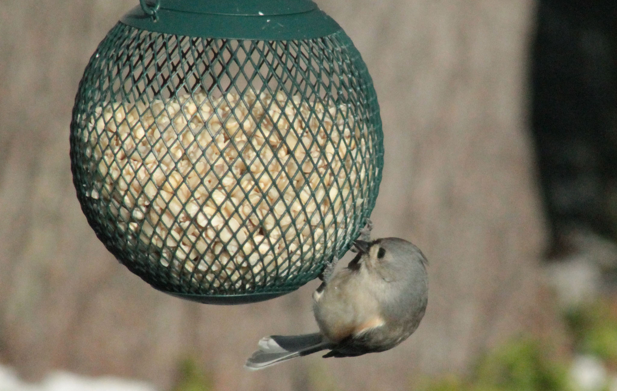 birdatfeeder_8456