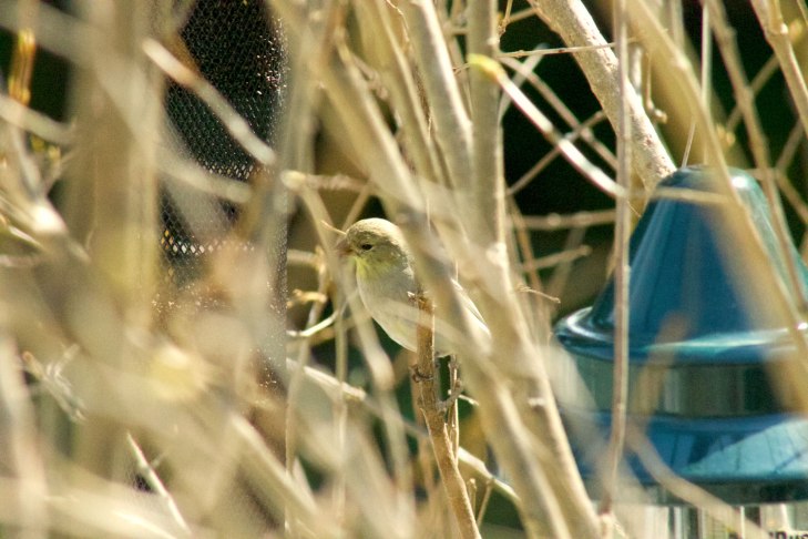 GoldFinch_8497-copy