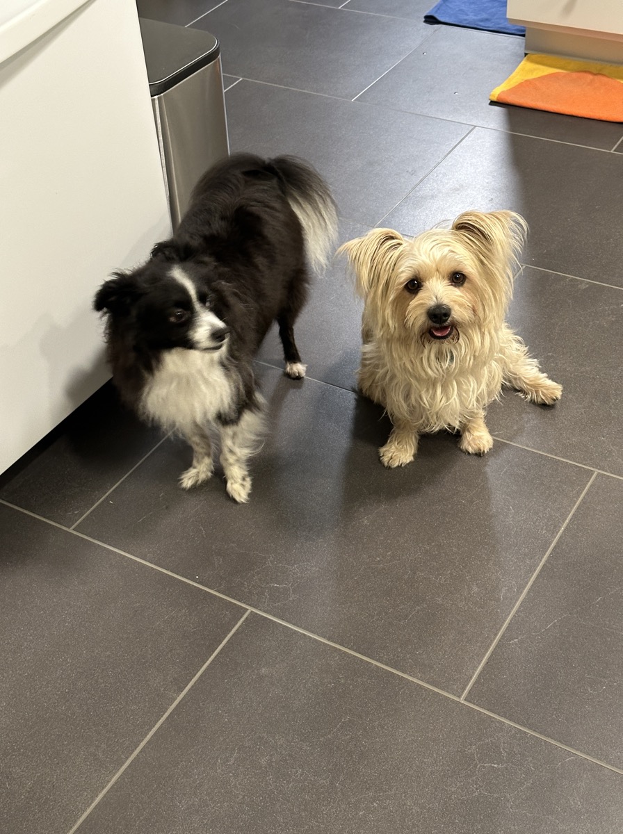 two dogs in a kitchen