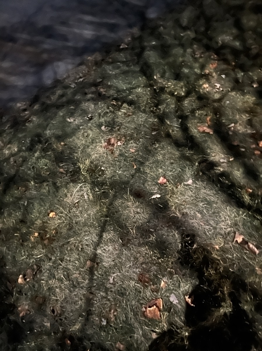 Branch shadows cast by the moon